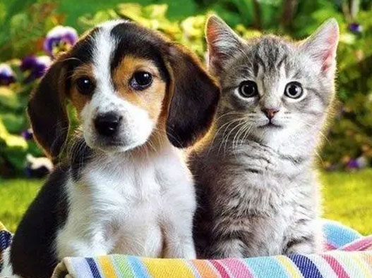 寵物商標注冊哪一類？