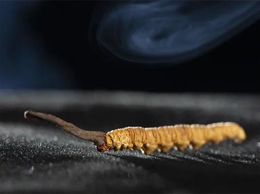 冬蟲草商標注冊哪一類？