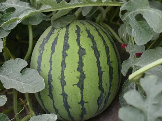 西瓜商標(biāo)注冊(cè)要多少費(fèi)用？