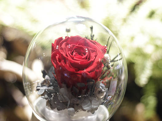 永生花商標注冊哪一類？