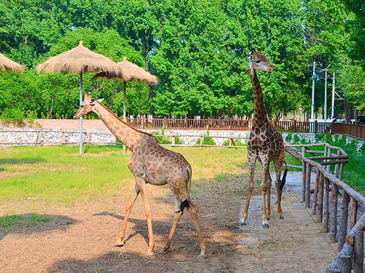 動物園商標注冊屬于哪一類？