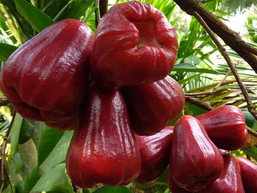 蓮霧商標注冊屬于哪一類？