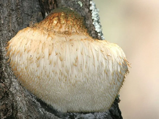 猴頭菇商標注冊屬于哪一類？