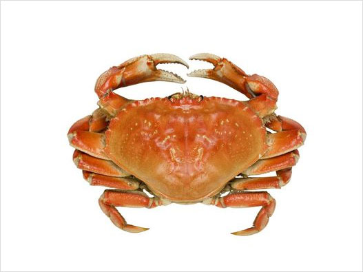 螃蟹商標注冊屬于哪一類？