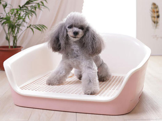 狗廁所商標注冊哪一類？