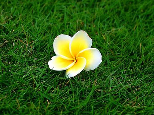 花草商標注冊屬于哪一類？