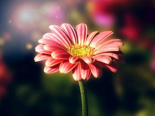 花卉商標(biāo)注冊(cè)屬于哪一類？