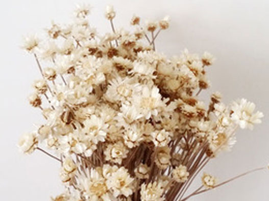 干花商標注冊屬于哪一類？