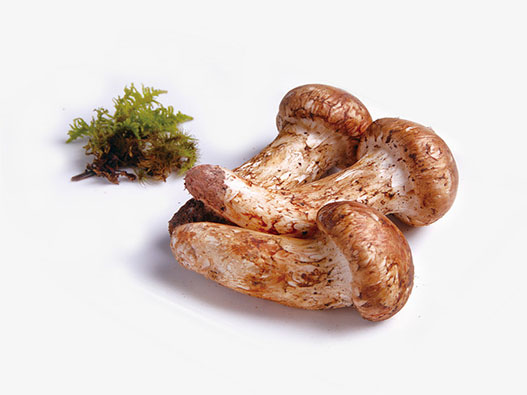 松茸商標注冊哪一類？