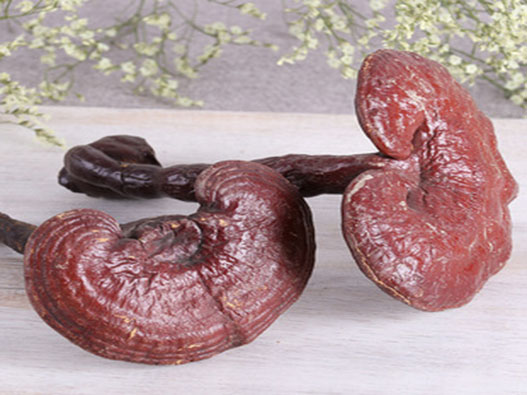 靈芝商標注冊哪一類？