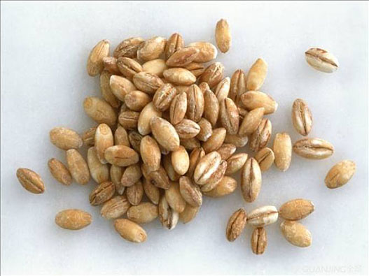 大麥商標注冊哪一類？