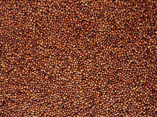 高粱商標注冊哪一類？