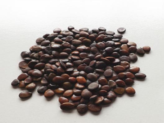 種子商標注冊哪一類？