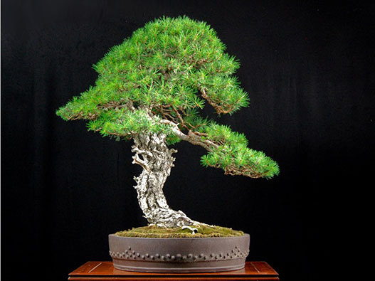 裝飾盆景商標注冊哪一類？