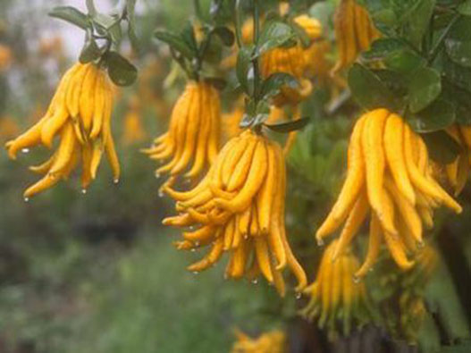 佛手商標注冊哪一類？