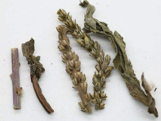 車前草商標注冊屬于哪一類？