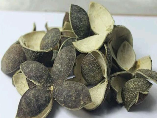 青皮商標注冊屬于哪一類？