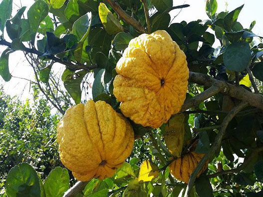 香櫞商標注冊哪一類？