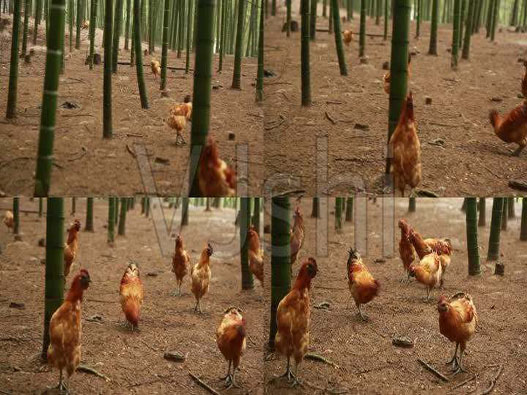 雞養殖業商標注冊