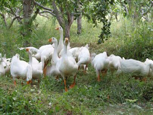 鵝養殖業商標注冊