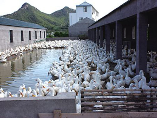 鴨養殖業商標注冊