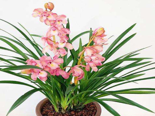 蘭花商標注冊哪一類？