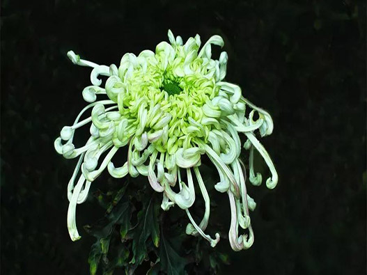 菊花商標注冊哪一類？