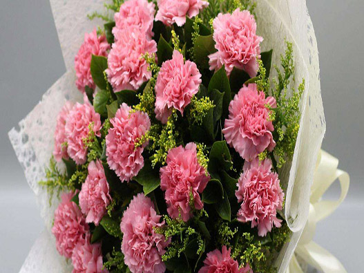 香石竹商標(biāo)注冊(cè)