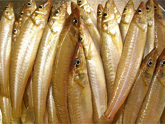 活魚商標注冊哪一類？