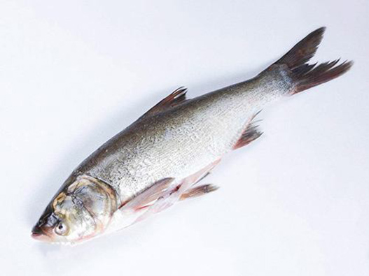 白鰱商標注冊哪一類？