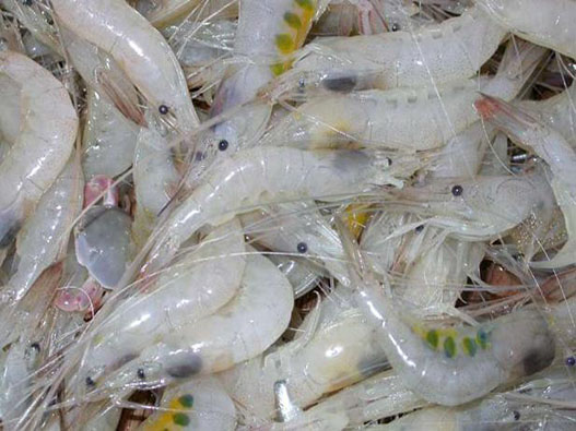 白蝦商標注冊哪一類？