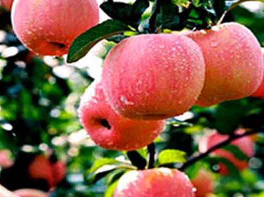 地理商標注冊-&ldquo;平山蘋果&rdquo;榮獲中國地理商標注冊