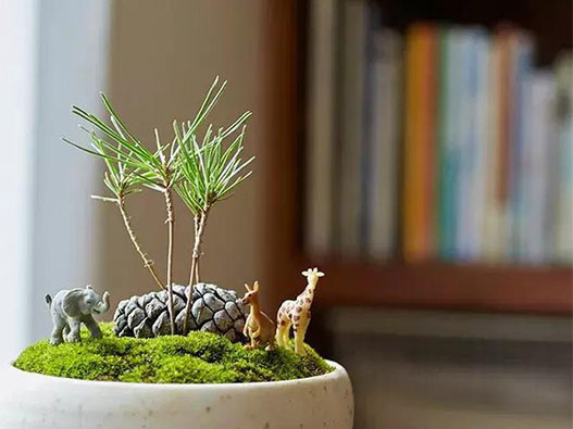 盆栽商標注冊屬于哪一類？