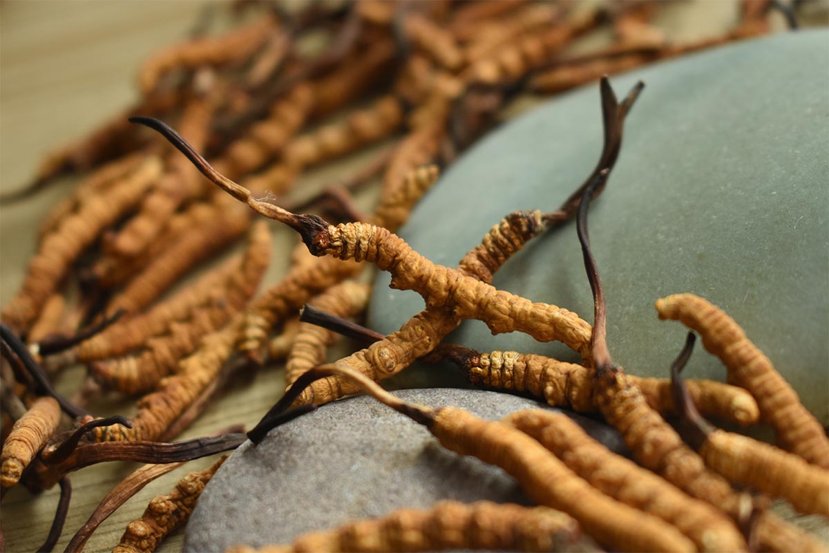 冬蟲草商標(biāo)注冊