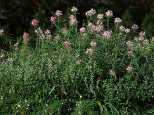 園藝商標注冊屬于哪一類？