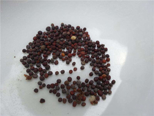 白菜苗商標注冊哪一類？