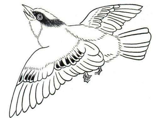 白描畫培訓商標注冊屬于哪一類？