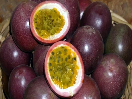 注冊百香果商標