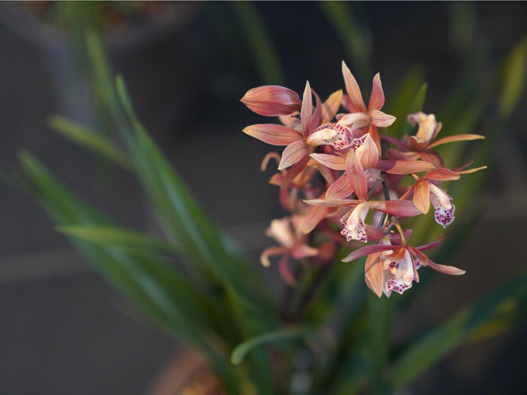 報(bào)歲蘭商標(biāo)注冊(cè)哪一類？