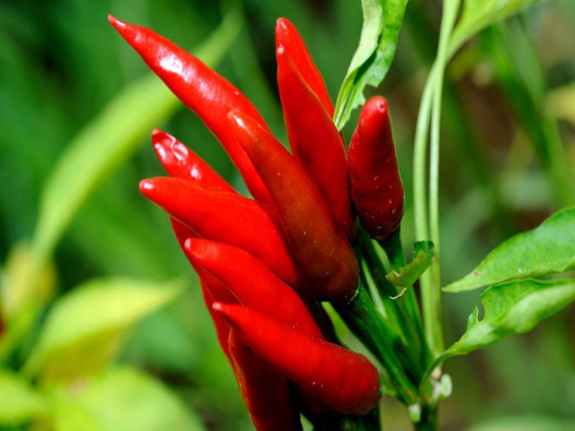 朝天椒商標(biāo)注冊哪一類？