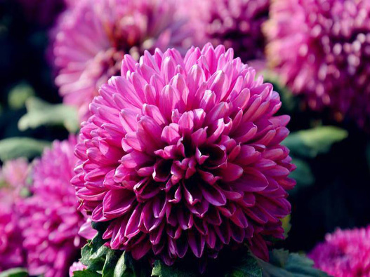 長春菊商標注冊哪一類？