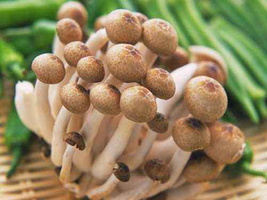 草菇商標(biāo)注冊哪一類？