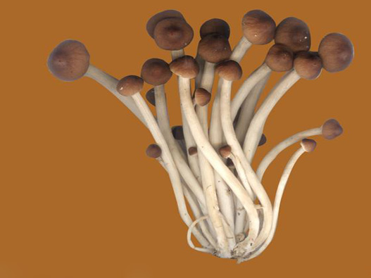 茶樹菇商標(biāo)注冊哪一類？