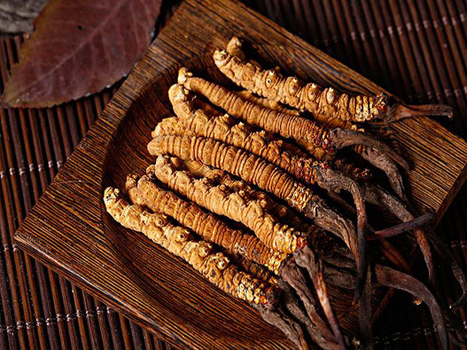 蟲草商標注冊要多少費用？