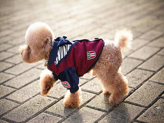 寵物衣服商標注冊的步驟有哪些？