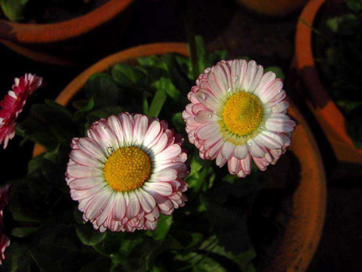 翠菊商標注冊哪一類？