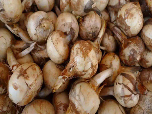 慈姑商標(biāo)注冊哪一類？