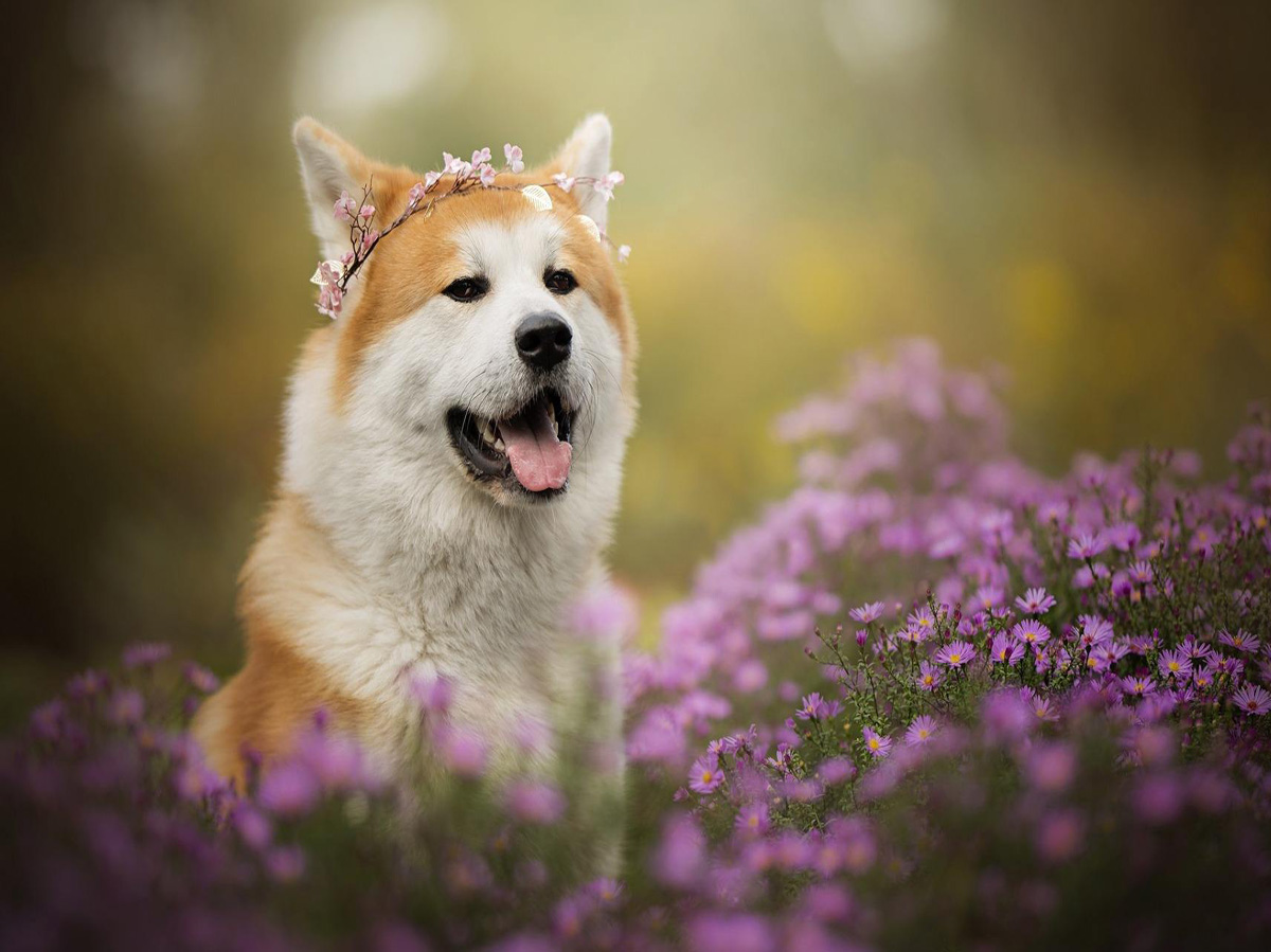 寵物店注冊商標
