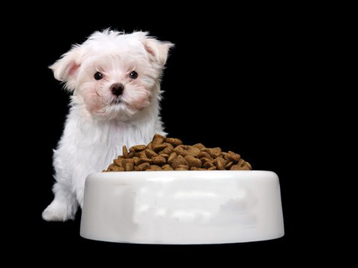 注冊寵物食品商標