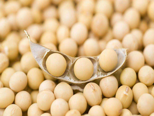 大豆種子商標注冊哪一類？